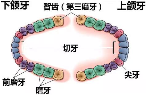 下牙|成人下牙一共有多少颗